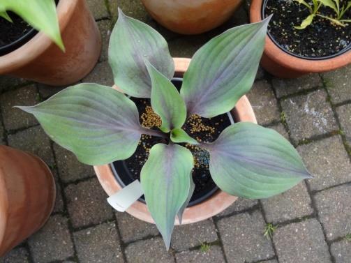 This very striking medium-sized hosta has a purple blush in spring on its waxy bluish green leaves.