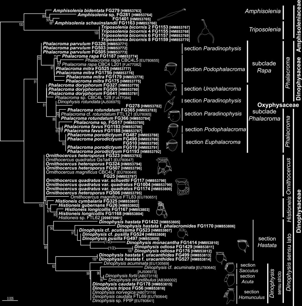 MOLECULAR PHYLOGENY OF DINOPHYSALES 403 FIG. 6. Maximum-likelihood phylogenetic tree of Dinophysales SSU rdna sequences, based on 1,166 aligned positions.
