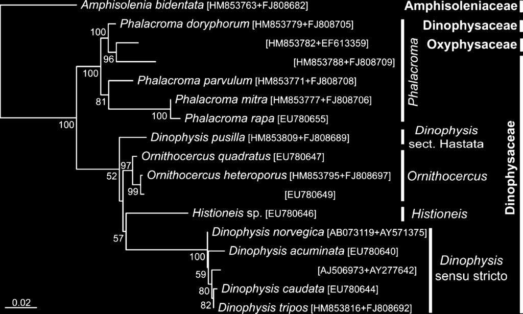 404 FERNANDO GÓMEZ ET AL. FIG. 7. Maximum-likelihood phylogenetic tree of Dinophysales LSU and SSU rdna sequences, based on 1,980 aligned positions.