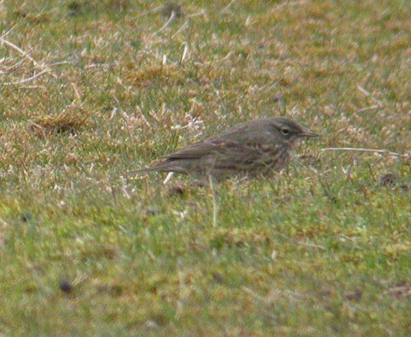 Rock Pipit (littoralis and petrosus) in BREEDING plumage Above: Scandinavian Rock Pipit (littoralis), Harrold and Odell Country Park, Bedfordshire, March 2004 (Steve Blain).
