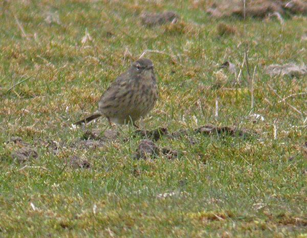 Above: Scandinavian Rock Pipit (littoralis, same individual as immediately above), Harrold and Odell Country Park, Bedfordshire, March 2004 (Steve Blain).
