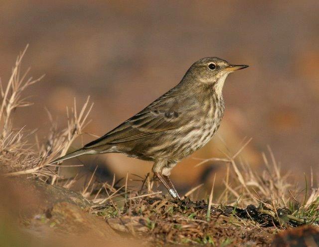 Rock Pipit (littoralis and petrosus) in NON-BREEDING plumage Above: Scandinavian Rock Pipit (littoralis), West Looe, Cornwall, 17.12.06 (Mike Buckland).