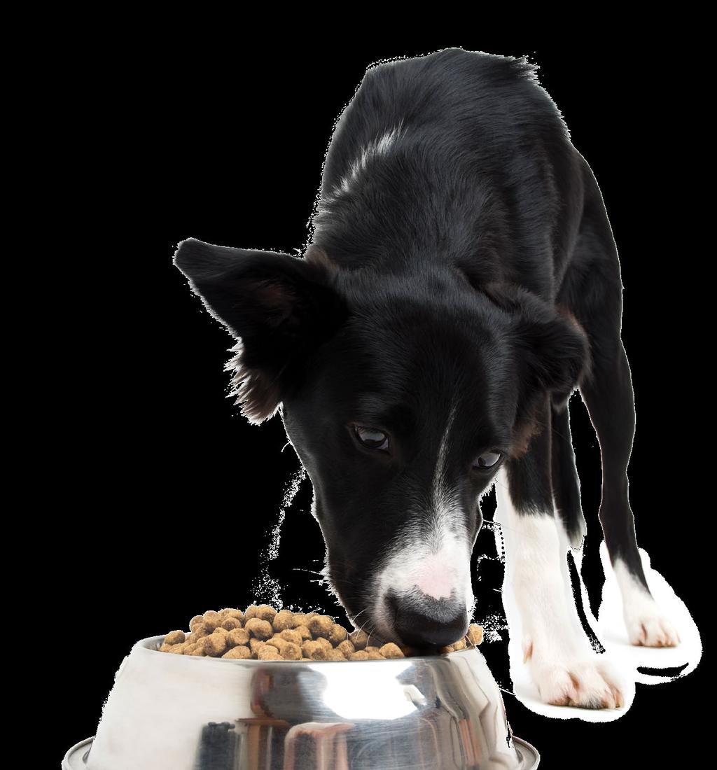 Transitioning to a vegan diet It s easy! It might seem like a big hurdle, but switching your dog s food from a meat-based diet to a complete and balanced plant-based one is nothing to sweat.