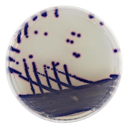 Liofilchem Chromatic Coliform Agar ISO Chromogenic medium for detection and enumeration of E. coli and coliform bacteria in water, according to ISO 9308-1.