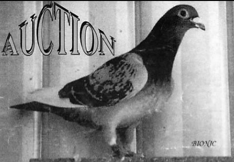 FRANK VELLUTO AUCTION CATALOGUE WESTERN PIGEON FEDERATION ROOMS 19 CARRIETON DRIVE, ALBION AUSSIE BLOODLINES SALE DATE: SUNDAY 29 TH OCTOBER 2017 Don t miss this opportunity to purchase some of the