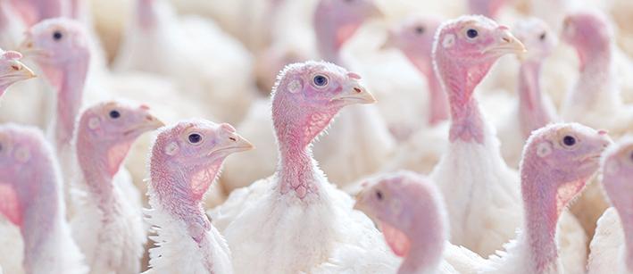 Delivery of turkeys from hatchery is made by specialized vehicles every 6 calendar weeks.