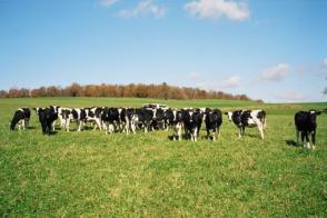 ag Holstein Jersey ngus strain strain strain 3 Zadoks, B Reviews 007;:030e train Typing