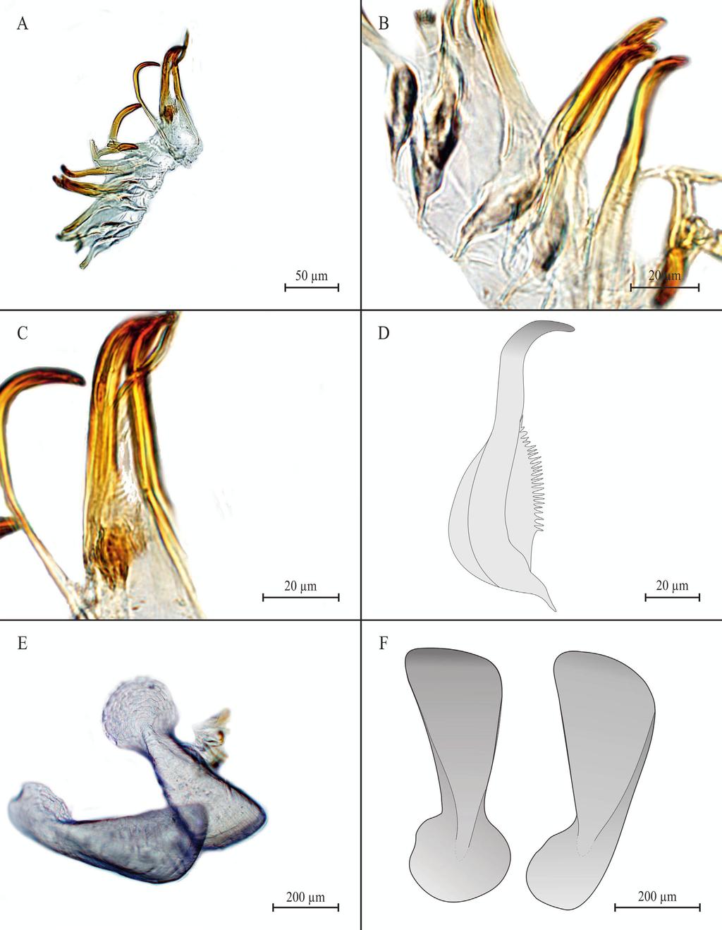 Señarís et al.: New records of Prochaetodermatidae on Galician bottoms 101 Figure 6. Prochaetoderma gauson (Scheltema, 1985), radular apparatus. A. Lateral view under optical miscroscope; B-C.