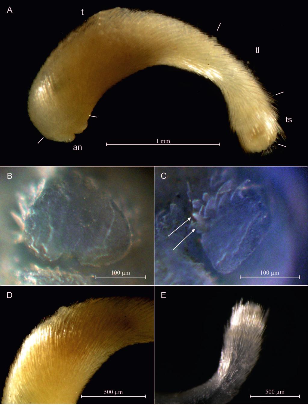 Señarís et al.: New records of Prochaetodermatidae on Galician bottoms 99 Figure 4. Prochaetoderma gauson (Scheltema, 1985) A. Habitus and body parts; B-C. Buccal shield under optical microscope, B.