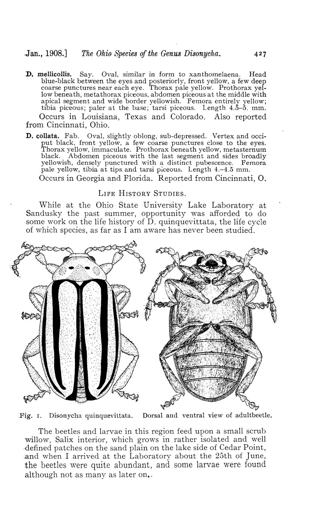 Jan., 1908.] The Ohio Species of the Genus Disonycha. 427 ".D. mellicollis. Say. Oval, similar in form to xanthomelaena.