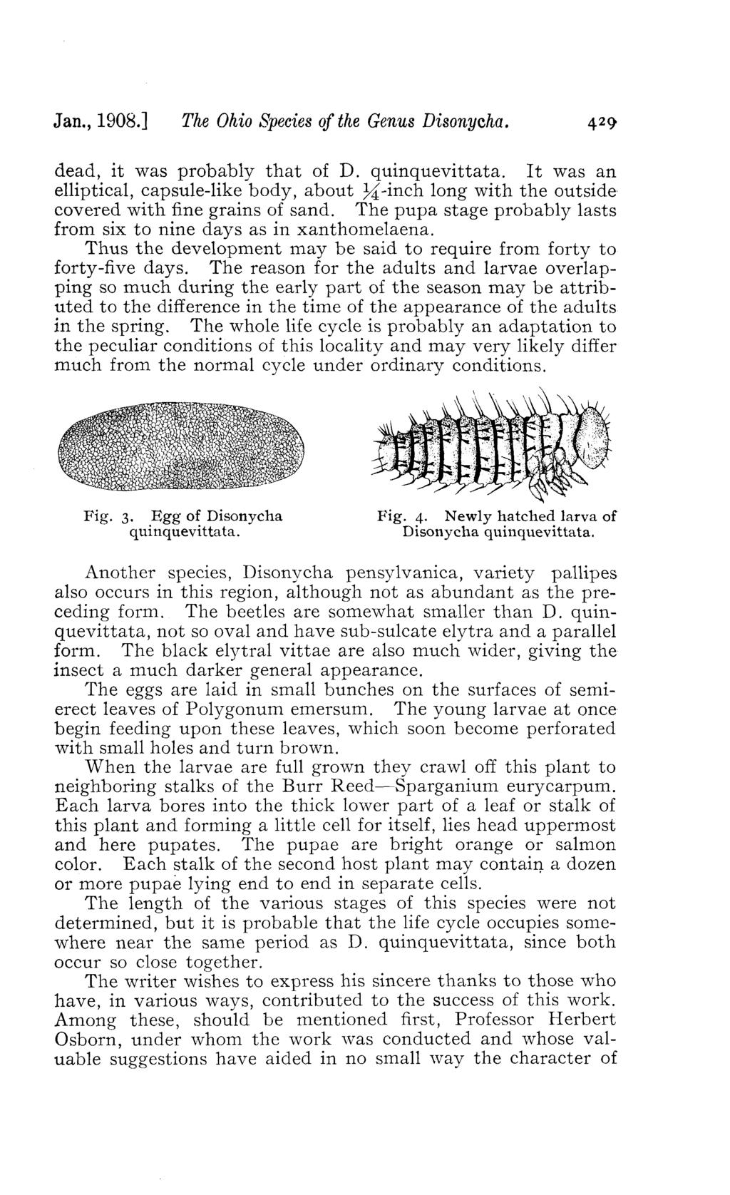 Jan., 1908.] The Ohio Species of the Genus Disonycha. 429 dead, it was probably that of D. quinquevittata.