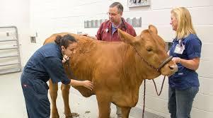 Large Animal CP In lecture you will learn all about large animal medicine.