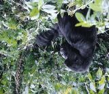 Acknowledgments World Parks Congress, Conservation Through Public Health, Uganda Wildlife Authority, International Gorilla Conservation