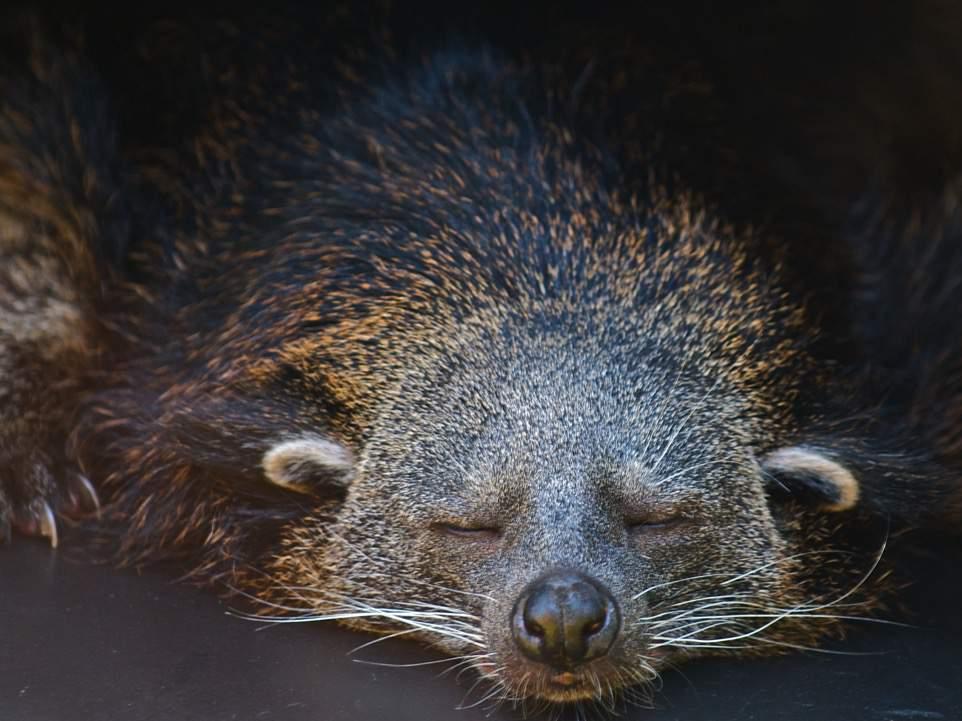 Binturong Reproduction The female binturong is one of only a few mammals that can experience delayed implantamon, which allows the female to Mme the birth of her young with good environmental