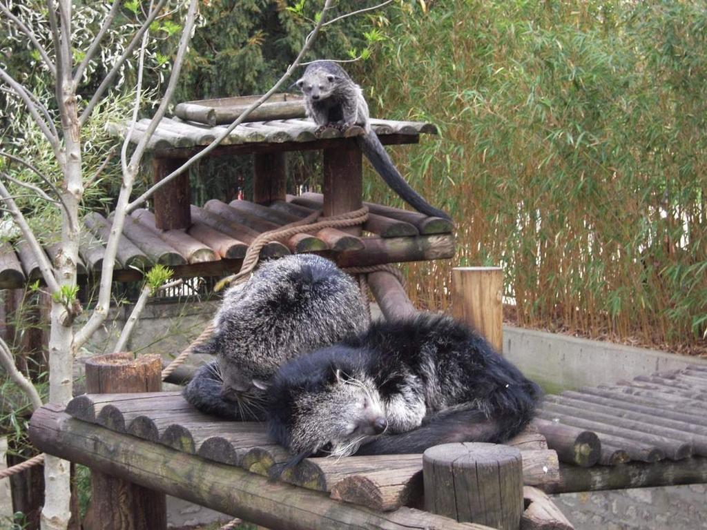 Binturong are Active Despite looking like they move slowly, binturong can be quite active. As well as climbing, binturong have been known to swim and even dive for food.
