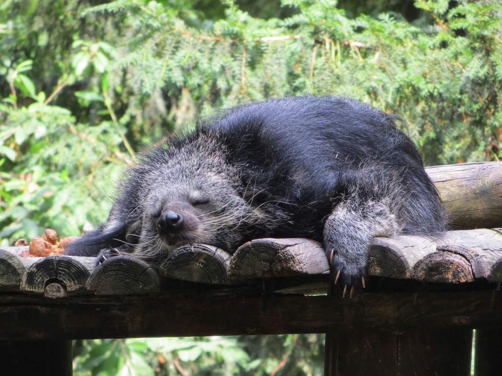 Binturong Are Nocturnal Binturongs are primarily nocturnal, sleeping during the day and enjoy basking in the sun.