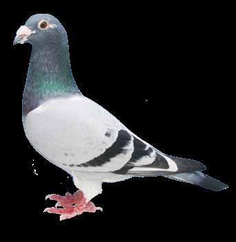 Sootjen Erik Limbourg Eric Ceulemans some of the best medium to long distance pigeons in Europe, these birds are highly sort after for the