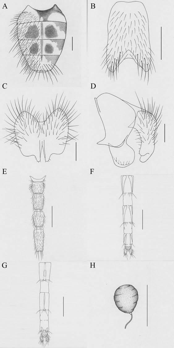 Journal of Natural History 1573 Figure 8. Helina shii Xue, sp. nov.