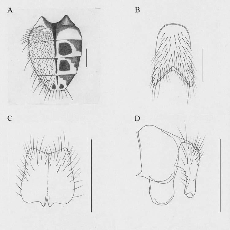 1578 W. Xue and H. Sun hind tibia, 1 row of pectinate p (about 7 8) in apical three-fifths; tarsi longer than tibiae, claws and pulvilli developed. Abdomen.