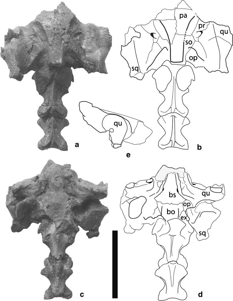Fig. 1 Sinemys brevispinus n. sp. (IVPP V9538-1) from the Early Cretaceous Luohandong Formation of Chabu Sumu, Ordos Basin, Inner Mongolia, China.