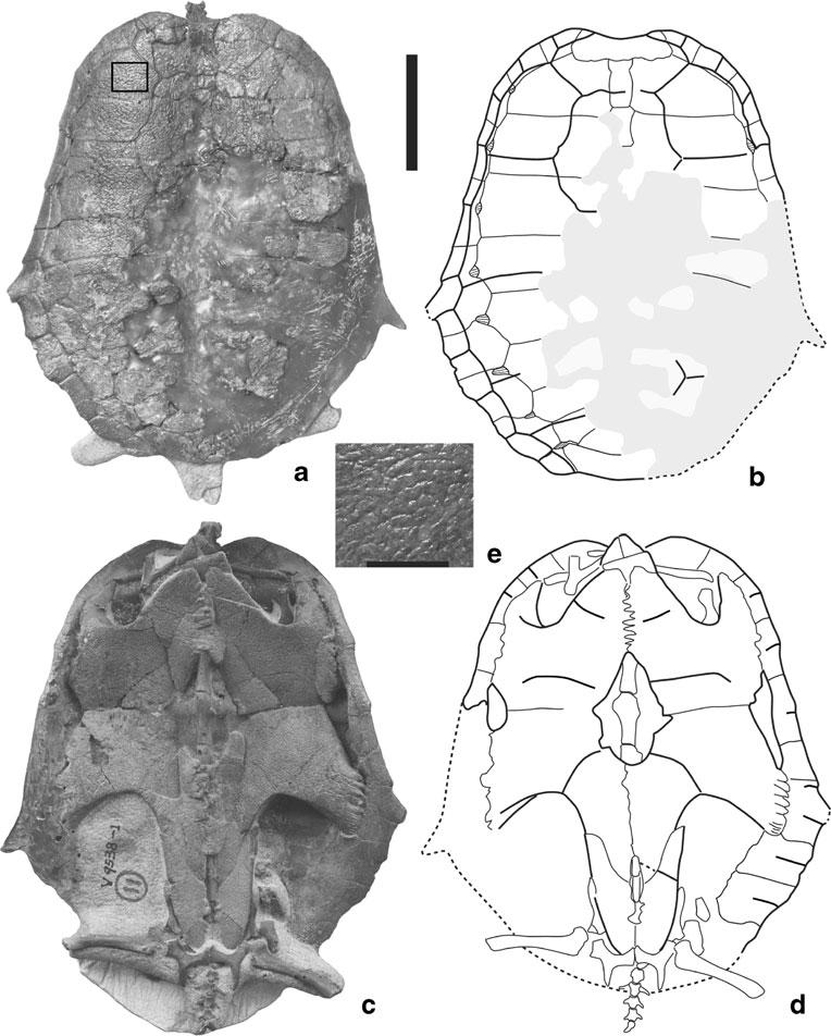 Fig. 2 Sinemys brevispinus n. sp. (IVPP V9538-1) from the Early Cretaceous Luohandong Formation of Chabu Sumu, Ordos Basin, Inner Mongolia, China.