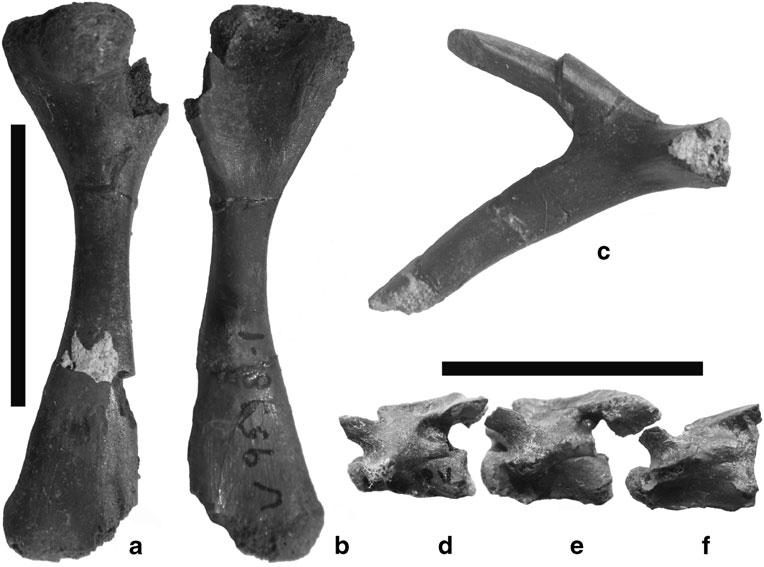 Fig. 3 Sinemys brevispinus n. sp. (IVPP V9538-1) from the Early Cretaceous Luohandong Formation of Chabu Sumu, Ordos Basin, Inner Mongolia, China. Humerus in dorsal (a) and ventral (b) views, gamera.