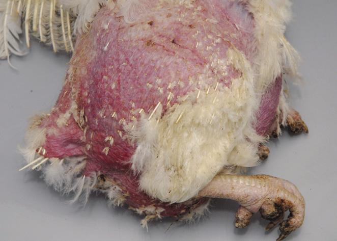 Figure 5: Example of the physical wound scoring system applied to the thigh area of the hen.