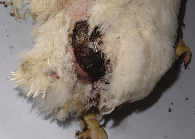 These birds should not be scored, as they may not be typical examples of feathering of the whole hen population.