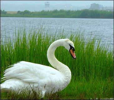 Mute Swans Frightening Devices Repellents Limited effectiveness has been reported with flags, mylar tape, balloons, automatic exploders, pyrotechnics, lasers, effigies, and dogs Methyl anthranilate