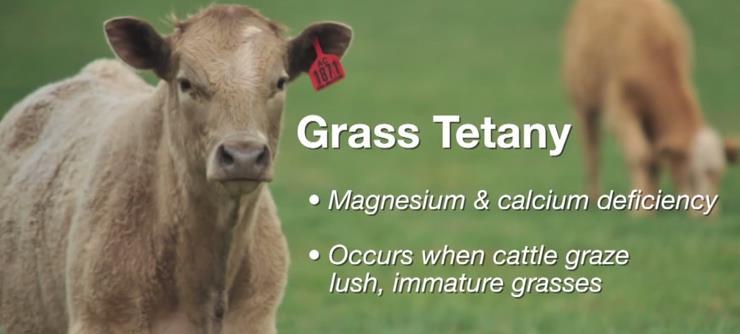 Early in the disease, cattle affected by grass tetany may show signs such as decreased appetite, decreased milk production, tendency to stay away from the herd, increased alertness and a stiff or