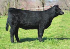 for auction? Serious breeders take note this is an exciting young pair with worlds of potential. Grace will be ready to go straight into your donor program with a coupon ready to market this fall.