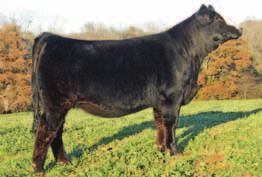 With the success of embryo transfer K205 and the Ebony Antoinette extended family has exploded over last ten years. The Power Drives have value especially the ones out of the great cows.