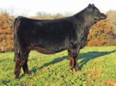 41 P The best of SimAngus genetics in this Lookout REA 0.12 sired female. A female with a nice look and balanced API 119 throughout her total makeup. A female with good stats and a great future.