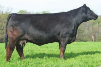 15 API 121 P Selling 2 sets of 3 embryos guaranteeing 1 pregnancy if work is done by a AETA certified embryologist P Please view the progeny out of Dew the Stroke in this years sale.