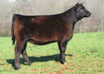 20 P X80 is a grand daughter of the well known Sazerac REA 0.13 donor of HTP Simmentals and Sunset View Farms. This API 100 female has carried on the white face, with the extended front end.