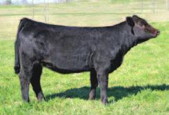 41C TMPF/CCF Kaity W24 Purebred Cow P BD: 10-08-10 P ASA# Pending P Tattoo: W24 Consignor: Pickerel Farms P Birth Wt. 78 lbs.