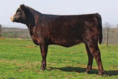 AK/NDS Steelin Ur Breath Purebred Cow P BD: 11-05-10 P ASA# Pending P Tattoo: XW19 Consignor: AK/NDS Simmentals CE 9 43 SVF Steel Force S701 BW 0.