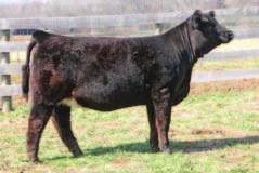 18 big topped female with the extra shape and dimension API 121 to be a competitive show heifer. Sired by Steel Force and out of Babys Breath the pedigree leaves no guess work.
