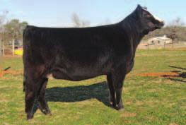 A correct made female abounding with flexibility 071 combines the balance and structural integrity of her sire, with the body, rib shape and fleshing ability that the Elrod and Tolbert program is