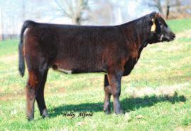 Sired by Built Right and out of a moderate, big bodied, low maintenance daughter of OCC Anchor back to BCC Bushwacker this female is sure to catch the attention of genuine cattlemen.
