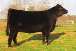 She is safe in calf to sexed In Dew Time semen. CE BW 0.3 WW 28 YW 55 MM 0 MWW 14 Marb 0.23 REA -0.
