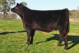 This E161 daughter is a whale of a cow and from the dependable line of the Burgess family. A model of efficiency. CED 4 BW 3.9 WW 40 YW 86 CEM 8 M 16 MW 71 Marb 0.32 REA 0.