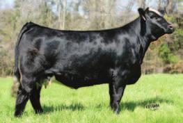 P If you are serious about adding a powerful donor with a strong track record, be at the Cattleman s Choice. CE 7 BW 0.5 WW 31 YW 60 6 MM 5 MWW 21 Marb 0.13 REA 0.