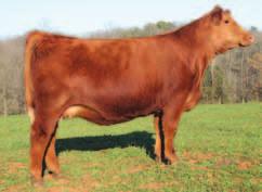 Miss CCF W67 Purebred Cow P BD: 9-14-09 P ASA# Pending P Tattoo: W67 and CT Farm SRS Fortune 500 CE 7 8 NLC Fortunate Son 100N BW 0.
