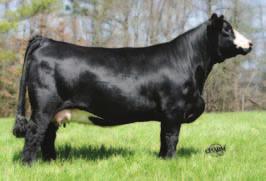 P C&C Farms is dedicated to offering only high quality Simmental genetics and this mating is consistent Proj. EPDs CE 10 BW 0.5 WW 40 YW 70 6 MM -1 MWW 19 Marb 0.24 REA 0.