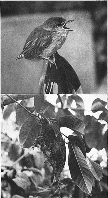 T Amc, VoL. 72 P. rb 15 The Spotted Tody-tyrant (Todirostru maculatum) in Surinam.