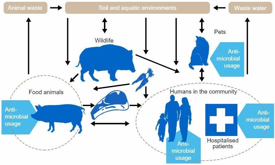 animal population by humans. Following, the bacterium adapted itself, depending on the animal host (pigs, calves, etc.), and emerged in livestock and human populations (Larsen et al.