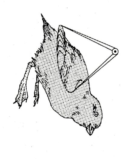 Mass - Weigh birds using a Pesola scale. Weigh the bag and bird and then the bag separately at end. Check bag occasionally for dryness. Always hold by the ring when weighing.