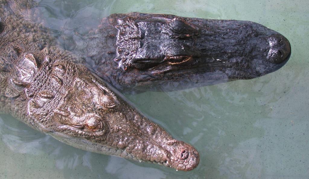 The American crocodile, bottom left, has a narrow, tapered snout. The alligator, top right, has a broad, rounded snout.