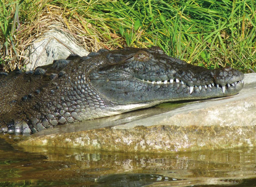 If You See a Crocodile For American crocodiles to continue their recovery, people must be willing to co-exist with this unique native species when possible.